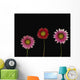 Bright Colorful Daisies Wall Mural