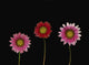 Bright Colorful Daisies Wall Mural