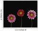 Bright Colorful Daisies Wall Mural