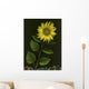Sunflower With Rocks Wall Mural
