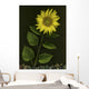 Sunflower With Rocks Wall Mural