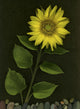 Sunflower With Rocks Wall Mural