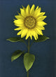 Sunflower Wall Mural