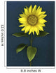 Sunflower Wall Mural