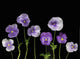 Pansies Wall Mural