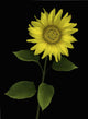 Sunflower Wall Mural