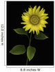 Sunflower Wall Mural