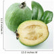 Feijoa on a white background Wall Decal