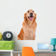 chien golden retriever Wall Decal