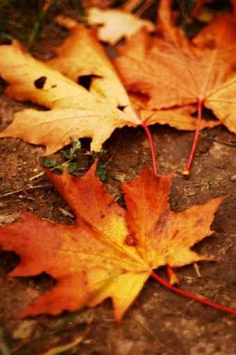 Leaves Wall Decal