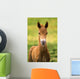 American Paint Horse Colt Wall Mural