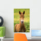 American Paint Horse Colt Wall Mural
