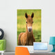 American Paint Horse Colt Wall Mural