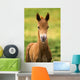 American Paint Horse Colt Wall Mural