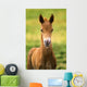American Paint Horse Colt Wall Mural