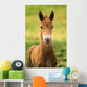 American Paint Horse Colt Wall Mural