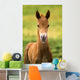 American Paint Horse Colt Wall Mural