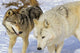 Members Of Wolf Pack Wall Mural