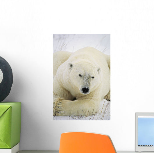 Polar Bear Wall Mural