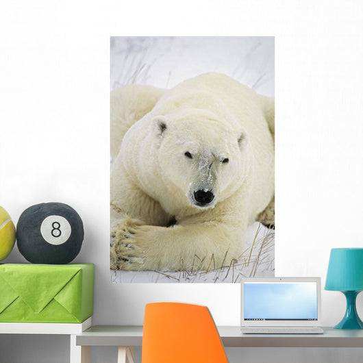 Polar Bear Wall Mural