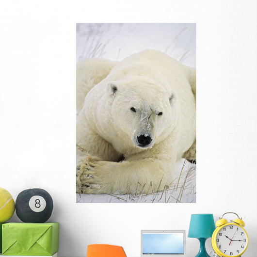 Polar Bear Wall Mural