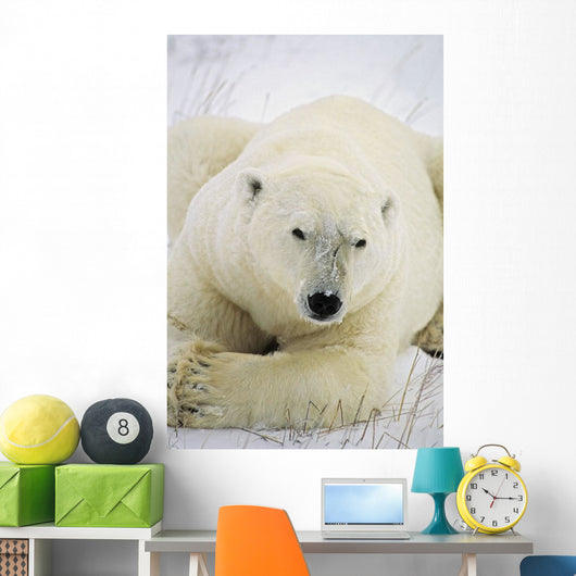 Polar Bear Wall Mural