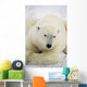 Polar Bear Wall Mural