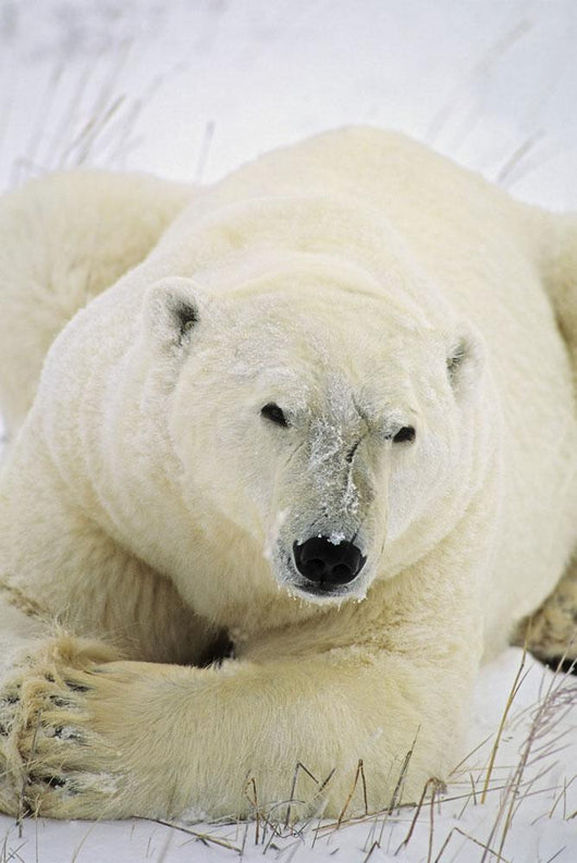 Polar Bear Wall Mural