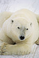 Polar Bear Wall Mural