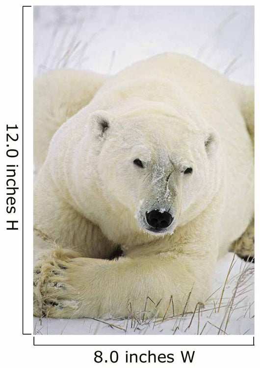 Polar Bear Wall Mural