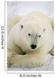 Polar Bear Wall Mural