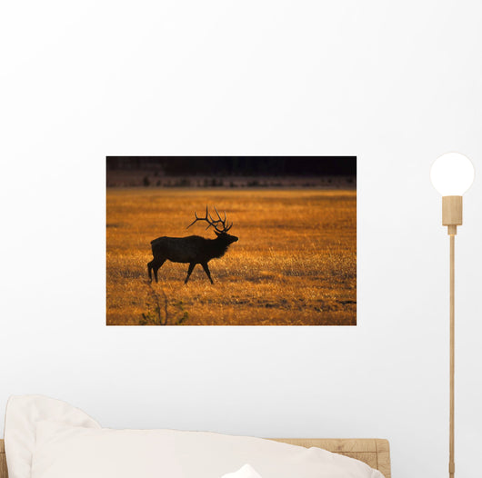 Elk In Yellowstone National Park Wall Mural