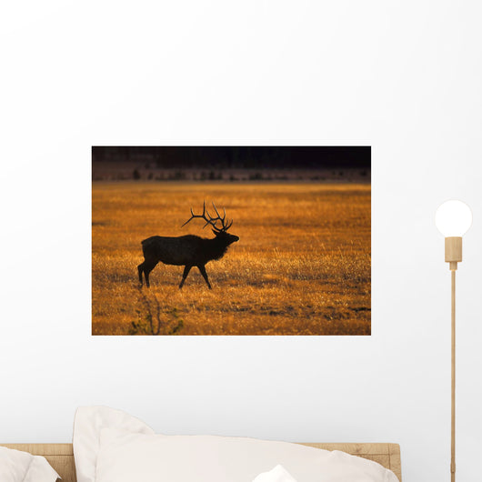 Elk In Yellowstone National Park Wall Mural