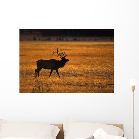 Elk In Yellowstone National Park Wall Mural