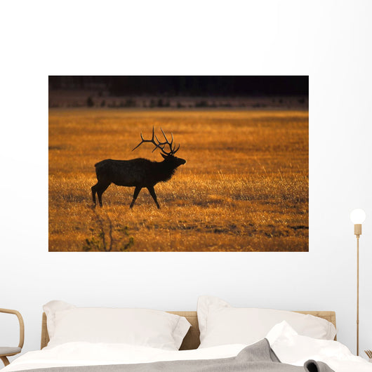 Elk In Yellowstone National Park Wall Mural