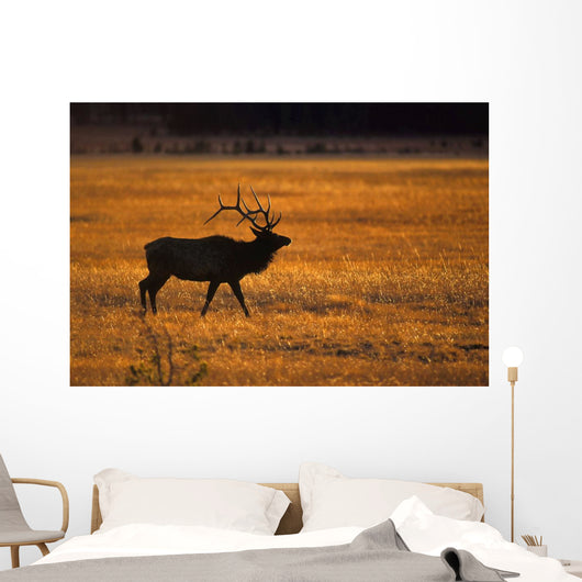 Elk In Yellowstone National Park Wall Mural