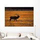 Elk In Yellowstone National Park Wall Mural