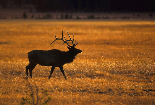 Elk In Yellowstone National Park Wall Mural