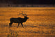 Elk In Yellowstone National Park Wall Mural