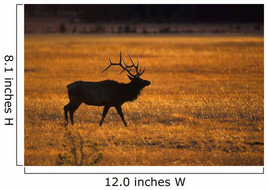 Elk In Yellowstone National Park Wall Mural