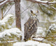 Long Eared Owl Wall Mural