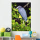 Little Blue Heron Wall Mural