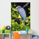 Little Blue Heron Wall Mural
