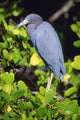 Little Blue Heron Wall Mural
