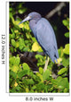 Little Blue Heron Wall Mural