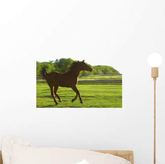 Horse Galloping Wall Mural