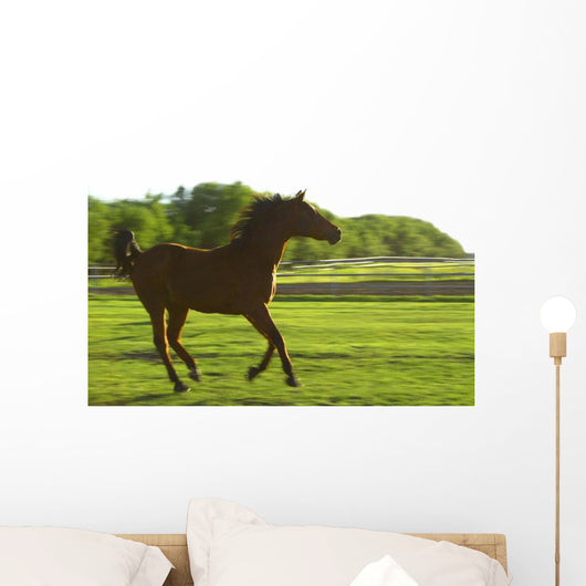 Horse Galloping Wall Mural