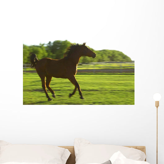 Horse Galloping Wall Mural