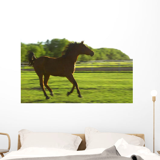 Horse Galloping Wall Mural