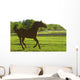 Horse Galloping Wall Mural